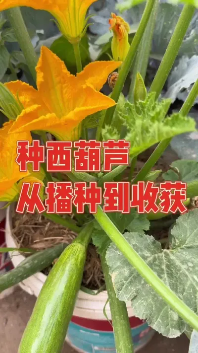 去年把两种西葫芦种在了一起，最后杂交了种出来奇怪的香蕉西葫芦，今年就只种一种，我就不信你还能变异 记录西葫芦从播种到收获全过程#西葫芦 #西葫芦种植 #种植小技巧 #强迫症治愈系 #我的小菜园