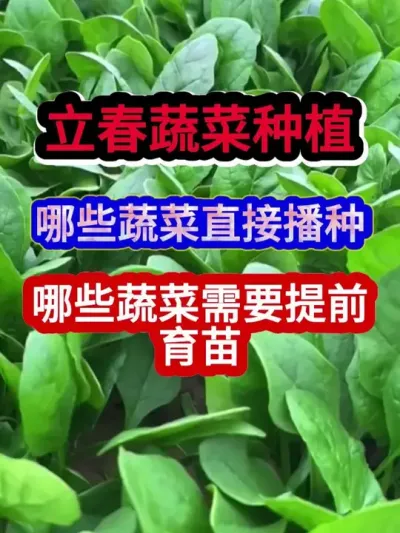 立春蔬菜种植哪些蔬菜可以提前种哪些蔬菜需要育苗种 #蔬菜种植 #农业种植 #蔬菜种植技术 #三农 #分享农业知识帮农民增产增收
