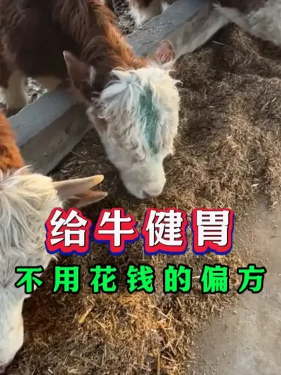 给牛健胃，不花钱的小方法 #养牛人 #三农 #抖音助农 #支持三农扶持三农发展 #养牛人 #新手养牛