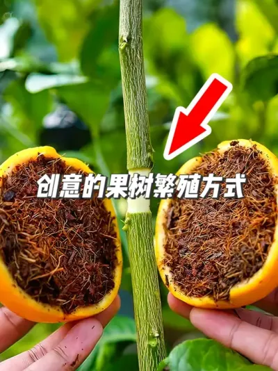果树繁殖不再难！香蕉橙子皮助你轻松搞定，一看就会 #种植小技巧 #园艺小妙招 #果树扦插 #高压繁殖树苗 #三农