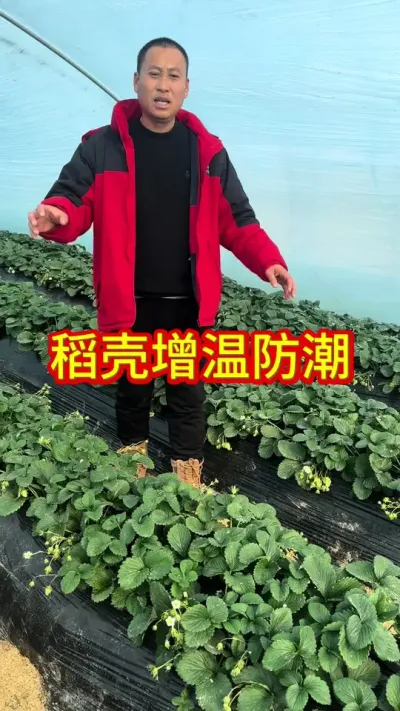 #草莓种植管理技术和方法 #关注我每天为你分享更多农业知识 #专业的事交给专业的人来做更靠谱 #草莓苗种苗