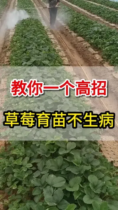 免费教你一招，草莓育苗不得病#三农#角斑