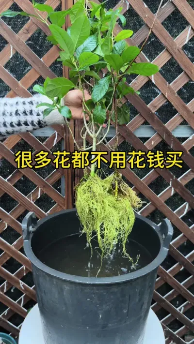 很多花都不用花钱买，学会扦插就有种不完的花 #扦插 #种植小技巧 #爱生活爱养花