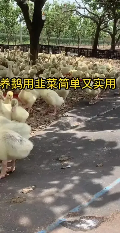 #养鹅 #养鹅技术分享 #鸡鸭鹅养殖 #养鹅小妙招