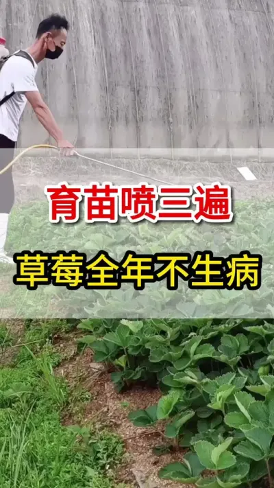 育苗喷三遍，草莓各种病害不敢来#三农#辣椒