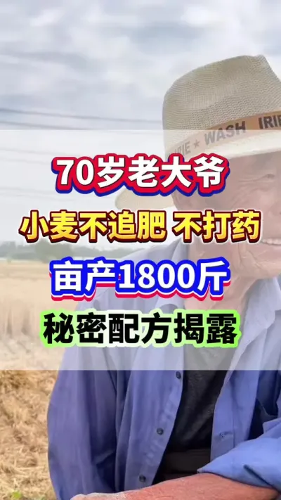 河南延津县70岁老大爷，小麦不追肥不打药，亩产1800斤秘密配方揭露！#小麦种植 #小麦高产 #小麦施肥 #小麦种植管理技术