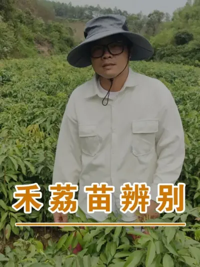 禾荔原生苗的叶子比较有特点#广西灵山荔枝果苗#农业创业#抖音新农人计划2024#吕老师种果苗