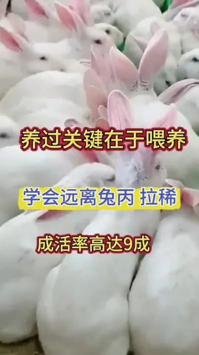 养好兔，关键在于喂养，学会这样喂成活率高达9成9，拉稀 兔丙都赶跑#科学养兔 #肉兔养殖 #养兔 #养兔子 #兔子