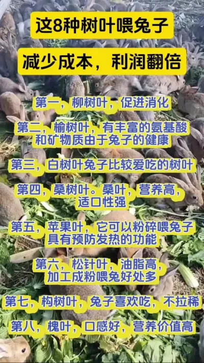 这8种树叶喂兔子，不仅减少成本，收益翻倍，兔子长的肥又壮#兔子 #养兔人 #兔子养殖 #养兔分享