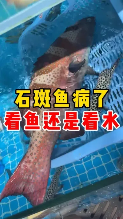 石斑鱼病了看鱼还是看水#石斑鱼 #水产养殖 #养鱼 #养鱼日记#养鱼养心  @抖加🔥上热门🔥dou+🔥热点宝  @DOU+小助手 
