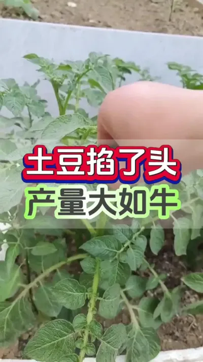 土豆掐了头产量大如牛#土豆高产种植 #洋芋种植 #马铃薯种植#土豆种植