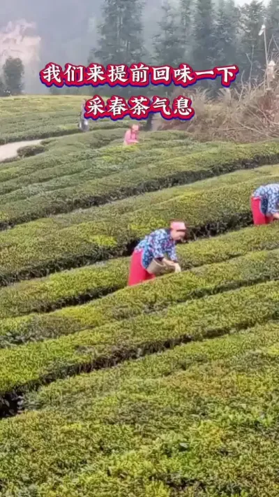 #春茶采摘时节 #春茶采摘倒计时#茶园管理