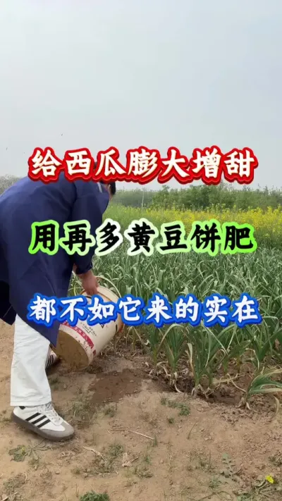 西瓜种植 给西瓜膨大增甜用再多好黄豆饼肥都不如它来的实在#西瓜种植 #西瓜管理 #西瓜高产 #膨大增甜