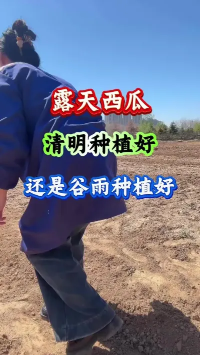 西瓜种植 露天西瓜是清明种好还是谷雨种植好#西瓜种植#西瓜高产#西瓜管理#露天西瓜
