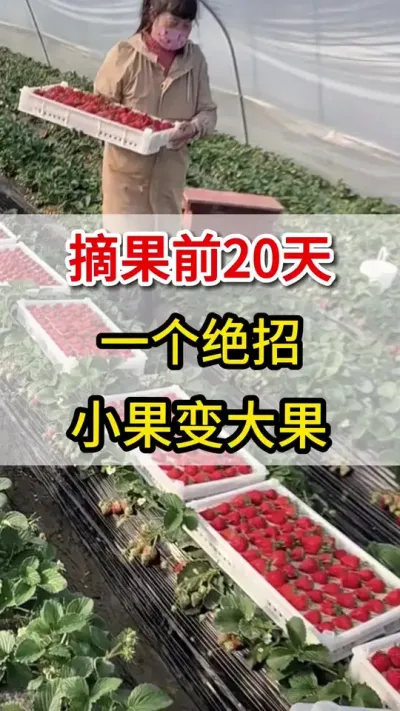 摘草莓20天，教你一个高招，轻松小果变大#草莓🍓 #三农