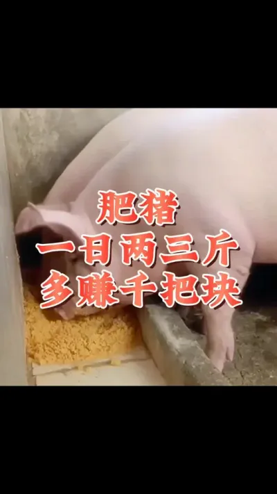 #猪喂什么饲料长得最快 #每天分享实战养猪经验 #猪饲料添加剂 #每天分享养猪知识 #养猪技术小知识