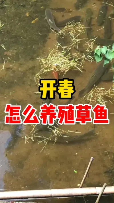 开春怎么养殖草鱼 #水产养殖 #养鱼日记 #鱼苗 #养鱼人 #养鱼