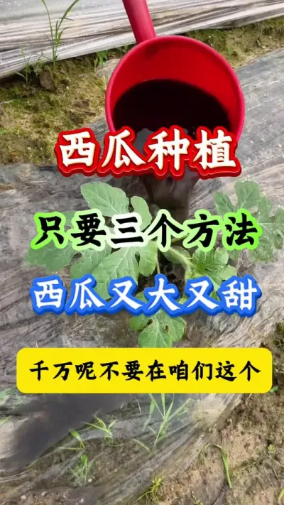 西瓜种植 西瓜种植只要三个方法西瓜又大又甜#西瓜种植 #西瓜管理 #早春西瓜