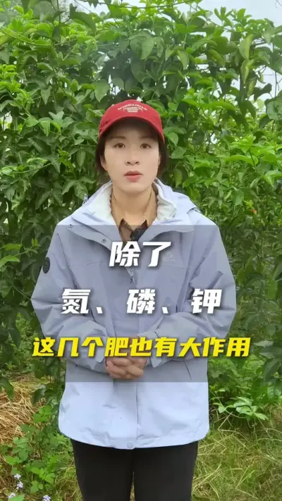 除了氮磷钾，还有这些元素也是不能忽略的！#百香果#百香果种植技术#抖音助农