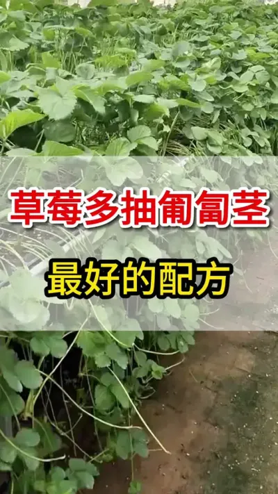 草莓疯狂抽匍匐茎，最好的配方你用过么#匍匐茎#三农