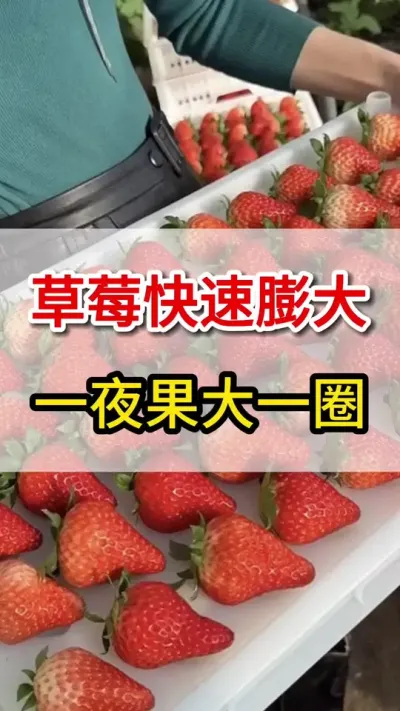 草莓快速膨果高招，轻松亩产十万斤#膨果#三农#草莓种植
