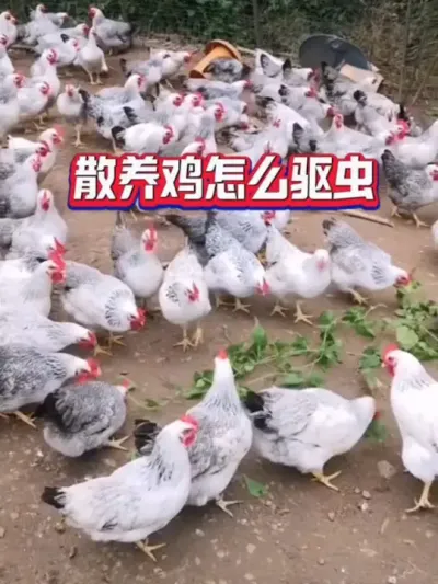 养鸡必须驱虫，不然养鸡利润被虫吃，用阿笨伊维内外双驱#养鸡技术 #科学养鸡 #鸡驱虫#养鸡人 #养鸡知识