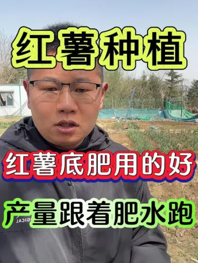 红薯底肥用三个十五或三个十七要科学用量 红薯底肥用的好产量跟着肥水跑#红薯 #红薯种植 #红薯高产种植 #红薯种植技术 #红薯高产