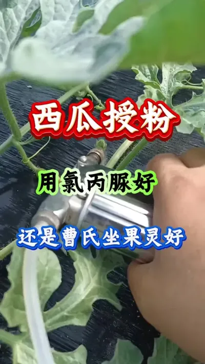 西瓜种植 西瓜授粉用氯吡脲还是曹氏坐果灵好#西瓜种植#西瓜管理#西瓜授粉