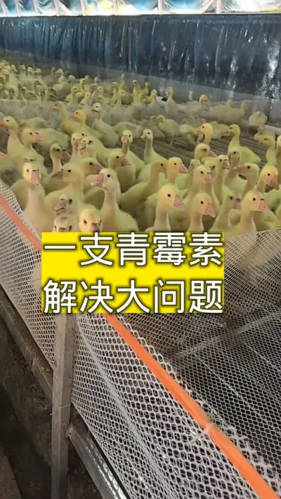 #养鹅 #养鹅技术分享 #家禽养殖技术分享 #养鹅流程