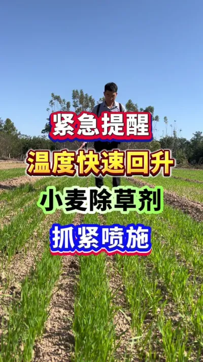 紧急提醒，温度快速回升！小麦除草剂注意喷施！#小麦种植 #小麦除草 #小麦种植管理技术 #服务三农支持三农 #传播农业小知识