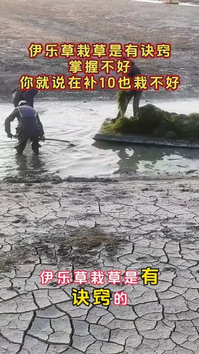 伊乐草栽草是有诀窍的，掌握不好，你就是在栽10次也栽不好。#河蟹养殖 #螃蟹养殖 #鱼虾蟹养殖 #三农 #大闸蟹养殖 @DOU+小助手