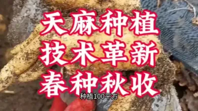 天麻种植新方式，100平方纯利润100000元，种植方法简单 #天麻种植 #农业种植致富项目 #抖音助农 #药材种植 #三农