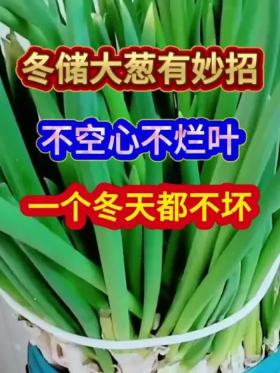 冬储大葱有妙招不空心不烂叶一个冬天都不坏 #大葱储存 #大葱种植 #农业种植 #三农 #分享农业知识帮农民增产增收