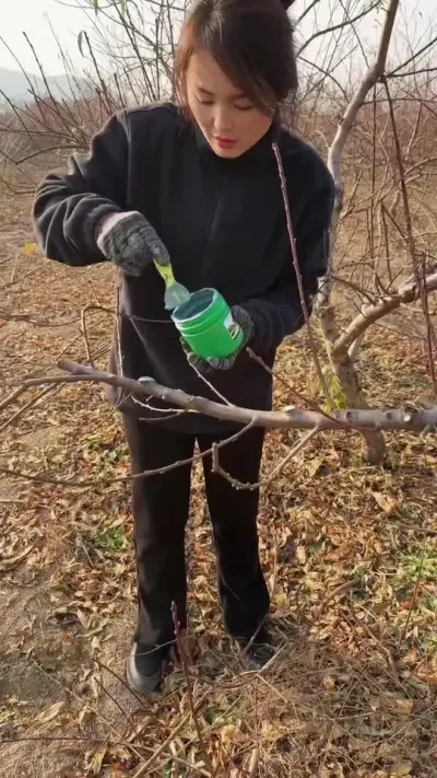 伤口愈合剂 #传播农业小知识 #2024新农人计划 #分享农业知识帮农民增产增收 #果树管理技术