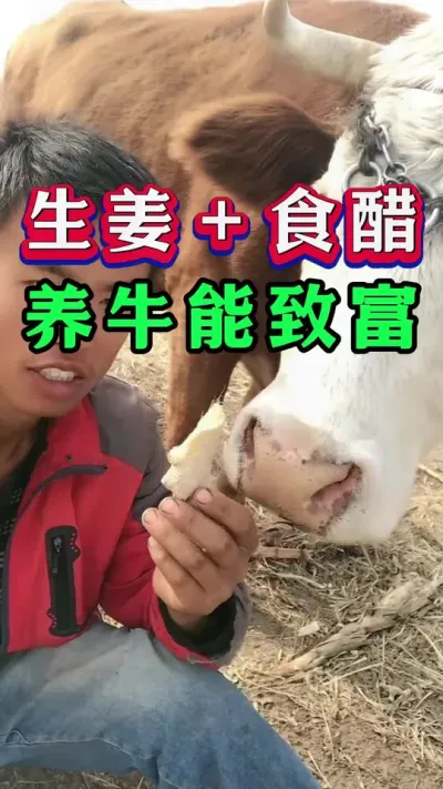 生姜＋食醋养牛能致富#新手养牛#养牛#牛羊养殖