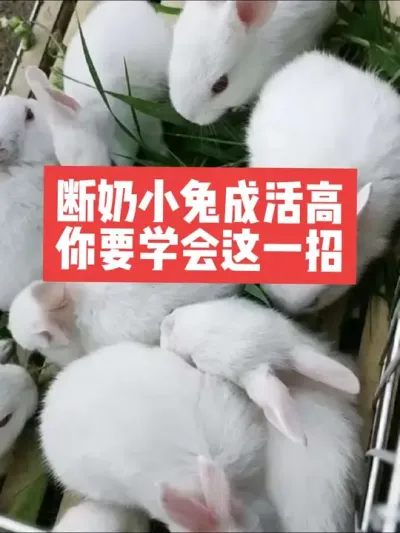 断奶小兔成活高，你要学会这一招 #兔子#三农#养殖#养兔子#养兔人