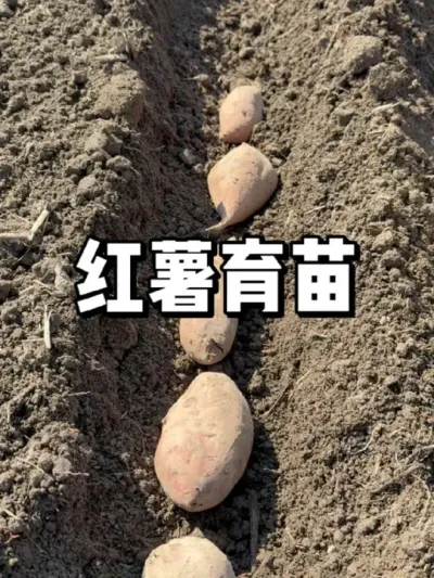 红薯什么时候可以育苗，红薯育苗方法 #种菜 #农业种植 #种植 #三农