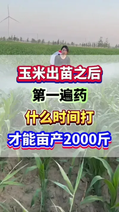 玉米出苗之后第一遍药，什么时间打才能亩产2000斤？#玉米高产  #玉米种植 #玉米种植管理技术 #玉米施肥