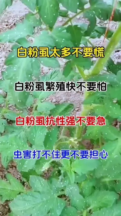 白粉虱是打不住，不用愁，一招教你搞定#白粉虱的防治方法 #病虫害防治 #三农种植