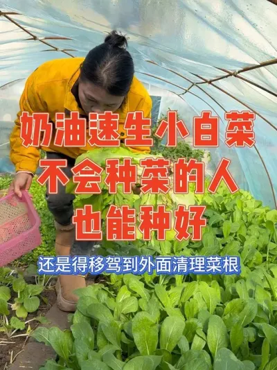南方媳妇爱种菜却拿捏不住种菜时间表，便什么菜都喜欢种点，首当其冲先种奶油速生小白菜，据说不会种菜的人也能种好，二十多天就能采收，那就必须得试一试。记录奶油速生小白菜从种植到收获#小白菜#种植小技巧#新
