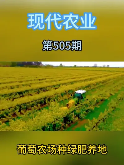葡萄农场种绿肥养地 #农业种植 #抖音助农 #智慧农业 #农业 #三农