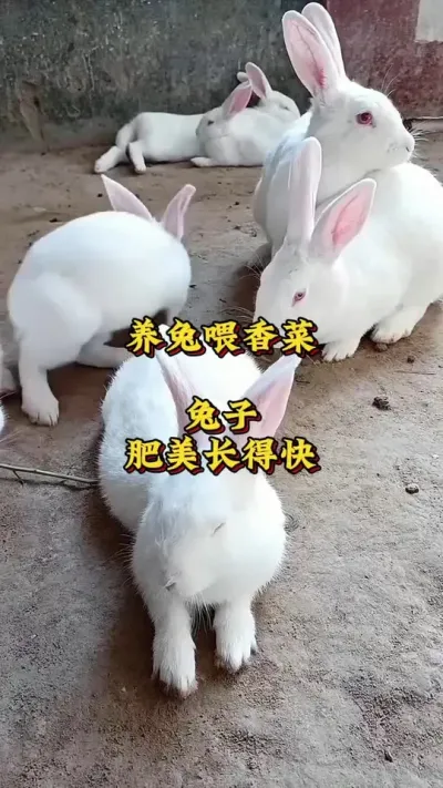 养兔喂香菜，兔子肥美长得快 #兔子  #肉兔养殖  #养兔人  #新手养兔