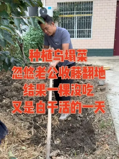 每次收藤翻地都能成功把老公忽悠过来帮忙，两个菜地同时中乌塌菜，结果拱棚的都吃不完，露天的一棵都没吃，又是白忙活一场 记录乌塌菜种植全过程#乌塌菜 #种植小技巧 #记录真实生活 #强迫症治愈系 #我的小