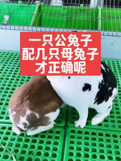 一只公兔子配几只母兔子，才正确呢？ #兔子#养殖#三农#养兔