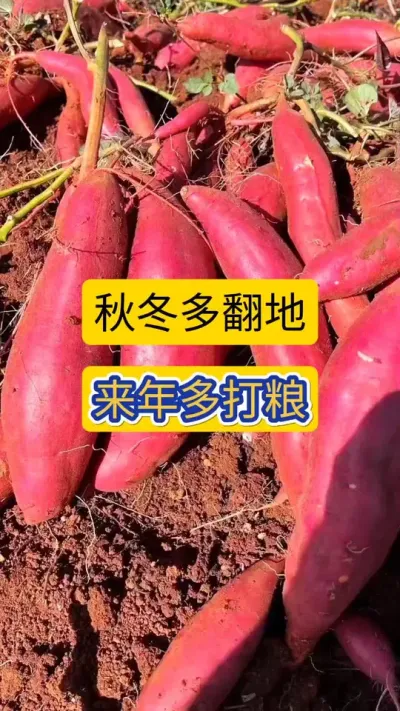 秋冬多翻地，来年多打粮！冬翻的这些注意事项您都知道吗？#红薯种植 #冬翻 #农技知识分享 #红薯高产种植 #农业知识