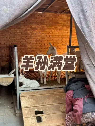 羊舍快放不下了😓 #新农人计划2024 #萨能奶山羊 #记录养殖生活 #农村创业养殖 #养殖人加油