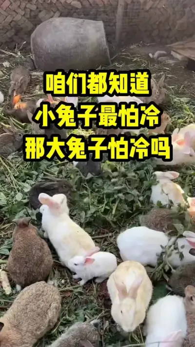 咱们都知道小兔子最怕冷，那大兔子会怕冷吗？ #兔子#养兔人#养殖#三农#养兔子