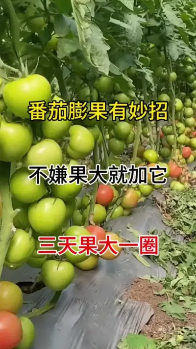 不嫌果大，打药时就加它，三天果大一圈#膨果增甜 #果实膨大秘方