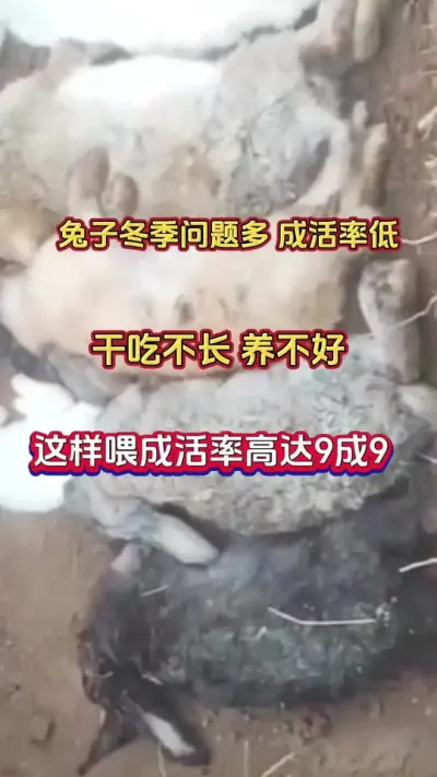 冬季养兔成活率低，小兔养不活，大兔养不好，干吃不长，问题多，找到根源，这样喂成活率9成9#散养兔 #科学养兔 #养兔人 #兔子 #肉兔养殖