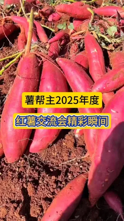 薯帮主2025年度，红薯交流会精彩瞬间！